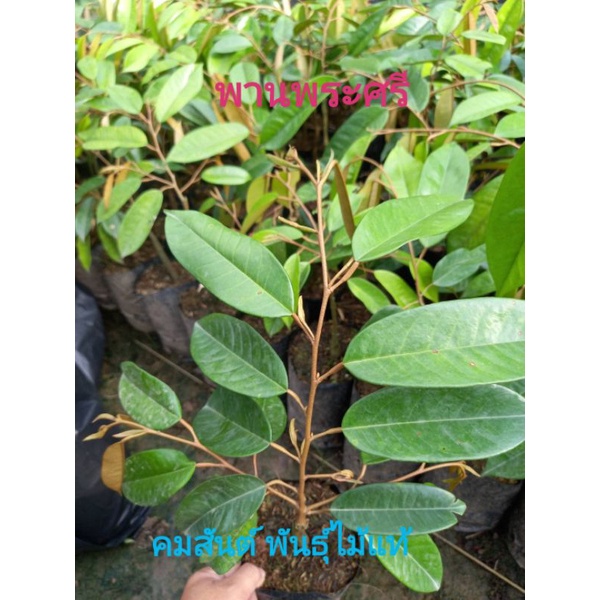 ?พานพระศรี​?ต้น​ทุเรียน​สายพันธุ์​แท้คัดทรงกิ่งกระโดง​เป็นพันธุ์เบาติดผลง่าย​รสชาดดีและกำลังเป็นที่นิยมอย่างมาก?