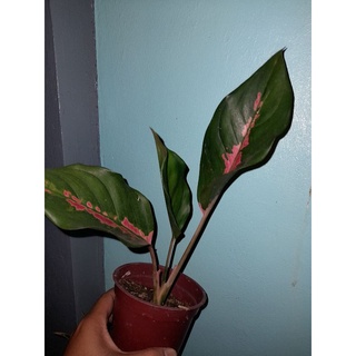 seeds AGLAONEMA STABLE ROOTED50 เมล็ด (ไม่ใช่พืชที่มีชีวิต)