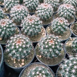 ❤️ แมมหนามพิกุล 🌵 ไม้เมล็ด ขนาด 3-4 cm ราคา 10 บ. แคคตัสถูกๆ 🌵 แคคตัส กระบองเพชร 🌵