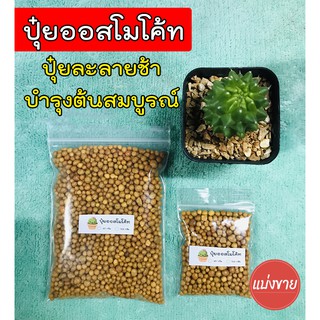 ปุ๋ยออสโมโค้ท ปุ๋ยแคคตัส (Osmocote) ออสโมโค้ท 13-13-13 สูตรบำรุงต้นสมบูรณ์ แบ่งขาย