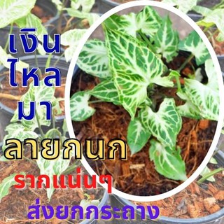 1 ต้น เงินไหลมา ออมลายกนก Syngonium sp. เงินไหลมา ลายกนก ต้นไม้มงคล ต้นไม้หายาก ต้นพร้อมปลูก ส่งแบบ3-4ใบ ส่งยกกระถาง