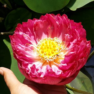 บัวหลวงสีแดงนำเข้า เมล็ดบัวดอกสีแดง ดอกใหญ่ ของแท้ 100% Lotus Waterlily seeds. 9 เมล็ด