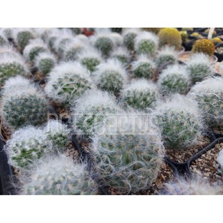 แมมขนแมวผสมขนแกะ (Mammillaria plumosa hybrid

)