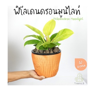 Treeno.9 T50  ฟิโลมูนไลท์ (กุมารเรียกทรัพย์) กระถาง 5-8 นิ้ว (Philodendron Moonlight) ใบสวยเงางามสะท้อนแสงเหมือนพระจันทร์