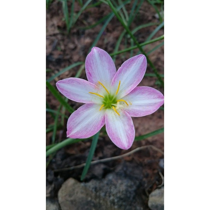 Z.ma.Taffy Pink  1 หัว