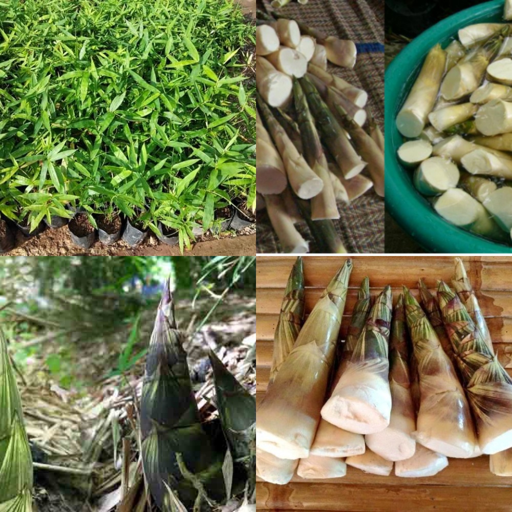 ไผ่บงหวาน เพชรน้ำผึ้ง เพาะเมล็ด ไผ่บงหวานเมืองเลย หน่อรสชาติดี ทานดิบได้ ไม่ขม ต้นแข็งแรงพร้อมปลูก