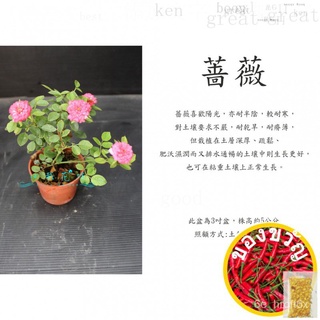 心栽花坊-กุหลาบ/กุหลาบน้อย/ขนาดเล็กเพิ่มขึ้น/สุ่มสี/3นิ้ว/พืชดอก/สีเขียวพืช/พืชที่ใช้ทำรั้ว/ราคา50พิเศษ40苹果/生菜/玫瑰/上衣/裙子/母婴/男