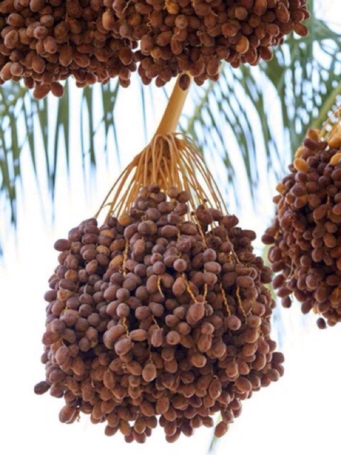 อินทผาลัม นุ่มๆหนึบๆนุ่มหอม กินเจทานได้เหมือนน้ำผึ้งเข้าแช่ตู้เย็นยิ่งอร่อยสุด ผลไม้อบแห้ง - รูปที่ 2