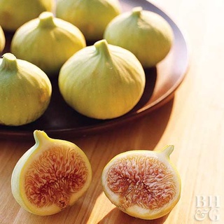 Figs ต้นมะเดื่อฝรั่ง พันธุ์ Alma (อัลม่า)พร้อมกระถาง 6 นิ้ว ลำต้นสูง 45-50 ซม