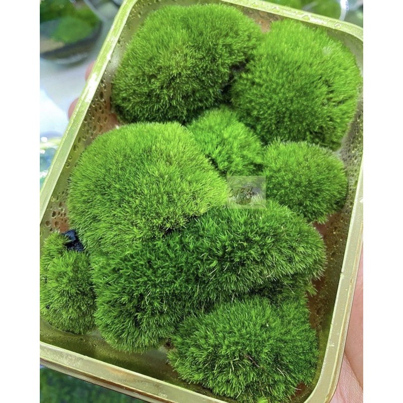 มอสไม้สดใหม่ มอสจัดสวนขวด มอสจัดสวน มอสสดเขียวอวบ