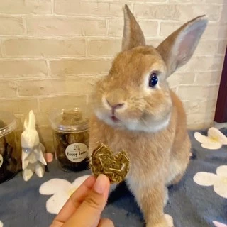 ส่งทันที!! คุกกี้หญ้า คุกกี้กระต่าย สัตว์ฟันแทะ🐰ชิ้นละ 1 บาท /หญ้าอัลฟาฟ่า ทิมโมธี