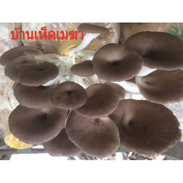 เชื้อเห็ดภูฏาน ชุดทดลองเพาะ20 ก้อน#อ่านรายละเอียดด้านล่าง