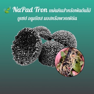 แผ่นหิน Napad Tron สำหรับพันต้นไม้น้ำ บูเซป Bucep อนูเบียส Anubias เฟิร์น Fern มอส Moss หรือไมยราบ