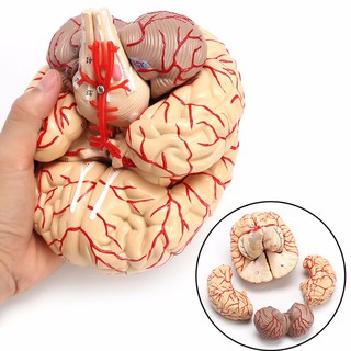 New 1:1 Life Size PVC Human Brain with Arteries Model Anatomical Organ Anatomy ✨shbarbie FILJ