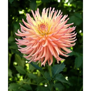 1 หัว/ออเดอร์ รักเร่ Dahlia สายพันธุ์ Camano Sitka หัวรักเร่ ดอกไม้ หัวหน่อ เหง้า นำเข้า เนเธอร์แลน หัวสดใหม่