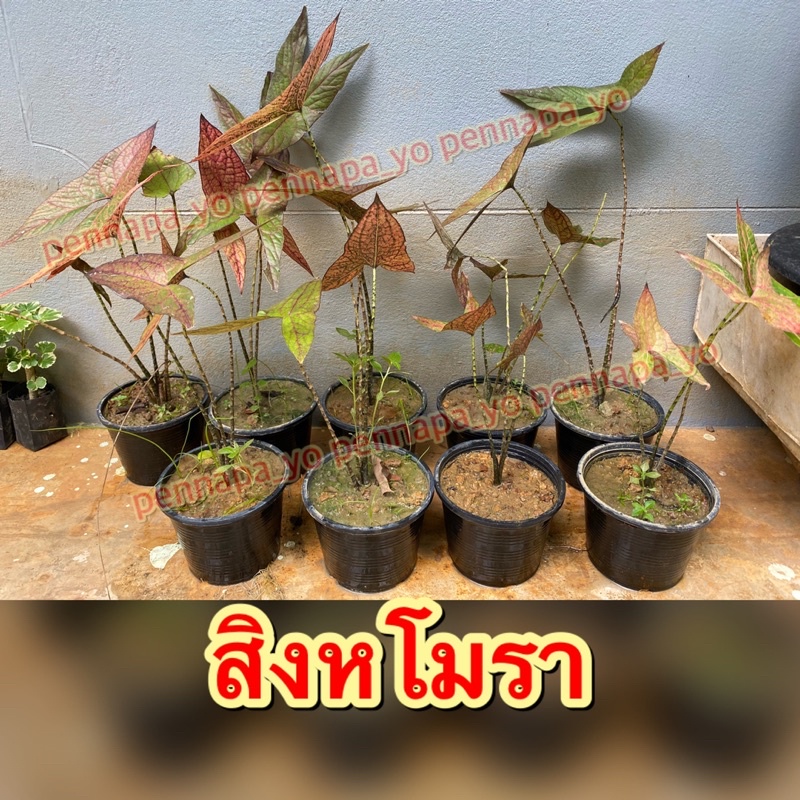 สิงหโมรา ต้นสิงหโมรา พืชสมุนไพร ไม้มงคล ปลูกประดับ พร้อมปลูก