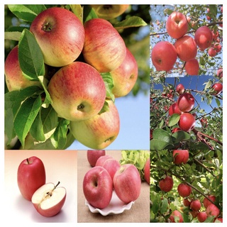 พร้อมส่ง บอนสี เมล็ดพันธุ์50เมล็ด Apple Tree Seedsเมล็ดบอนสี บอนสีหายาก เมล็ดพันธุ์ผัก พันธุ์ไม้ผล เมล็ดดอกไม้ บอนสีสวยๆ