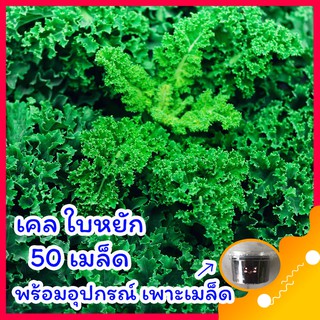 เมล็ดเคลใบหยิก 🌺พร้อมอุปกรณ์เพาะเมล็ด คะน้าเคลใบหยิก เคลใบหงิก Kale  50 เมล็ด ผักเคลแคลอรี่ต่ำ ไฟเบอร์สูง