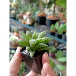 ฮาโวเทีย (HAWORTHIA)ไม้อวบน้ำ ส่งพร้อมกระถาง 2 นิ้ว