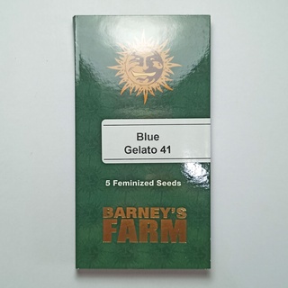 Barneys farm "Blue Gelato 41" 5 cannabis seeds