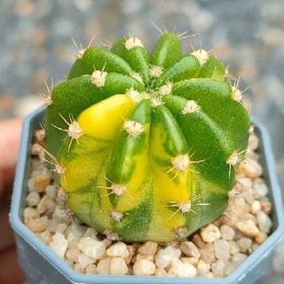 Cake Cactus Farm กระบองเพชร Echinopsis hybrid variegata อิชินอป ลูกผสม ด่าง