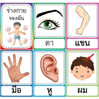 สื่อการสอนบัตรคำร่างกายของฉัน