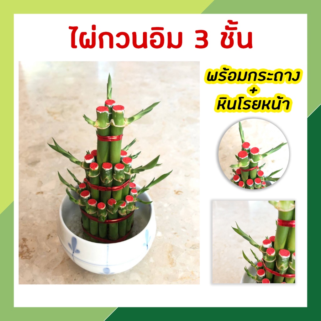 ไผ่กวนอิม 3 ชั้น ไผ่กวนอิมพร้อมกระถาง เสริมฮวงจุ้ยบ้าน ต้นไผ่กวนอิม ต้นไม้มงคล ประดับโต๊ะทำงาน วางบนโต๊ะทำงานได้