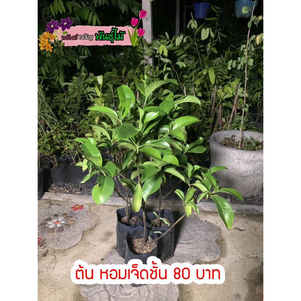 My Image 61