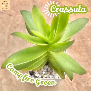 [คราสซูล่าแคมป์ไฟเขียว] Crassula Campfire Green ส่งพร้อมกระถาง แคคตัส Cactus Succulent Haworthia Euphorbia ไม้หายาก