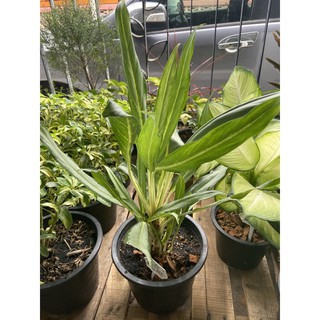 อโกลนีมา เศรษฐีใหม่ Aglonema sp. "Settirmai" ไม้มงคล กระถาง9นิ้ว(1ต้น/แพค)
