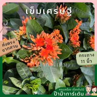 ต้นเข็ม เศรษฐี กระถางใหญ่ 11 นิ้ว พุ่มสูง ดอกมี 2 สี เข็มใบใหญ่ๆ ไม้แดด