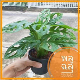 พลูฉลุ ต้นใหญ่ 🌱 Monstera Adensonii✳️  ไม้ฟอกอากาศ แต่งบ้าน แต่งออฟฟิต เลี้ยงง่าย ปลูกในดิน ในน้ำ หรือปลูกเป็นไม้เลื้อย