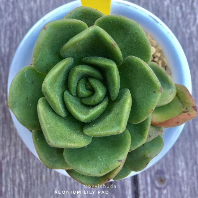 Succulent / Aeonium Lily Pad / กุหลาบหิน