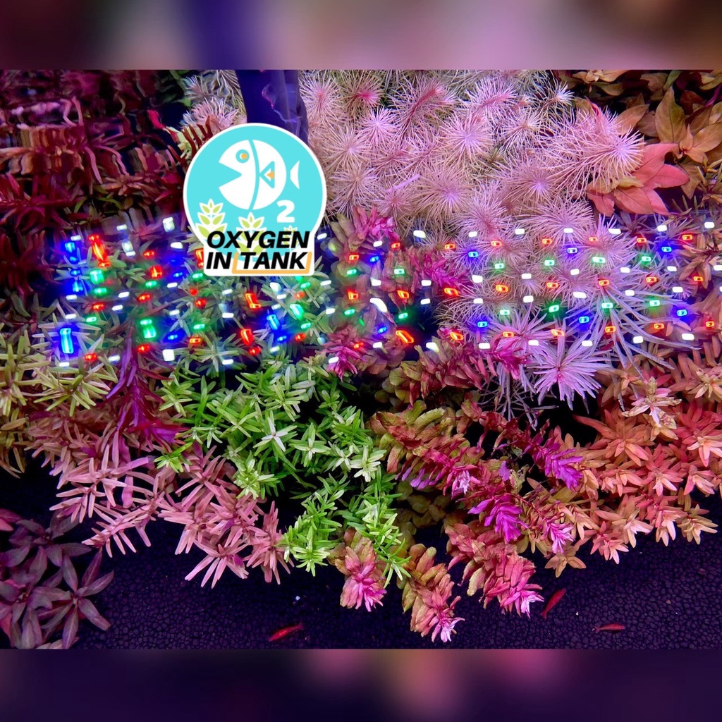 Wizard ADVANCE GROWTH STEP-B (ปุ๋ยไม้น้ำหลังตั้งตู้ 3 เดือน) เร่งการเจริญเติบโตและสีสันของต้นไม้น้ำ