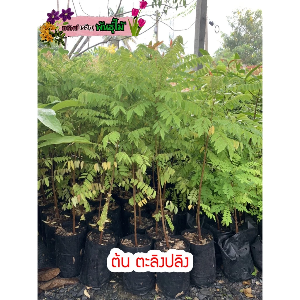 ต้นตะลิงปลิง ต้นสูง 50-60 cm. แข็งแรงพร้อมปลูก พร้อมส่ง สำคัญกรุณาสั่งซื้อในเวลา12:00น.-00:00น.