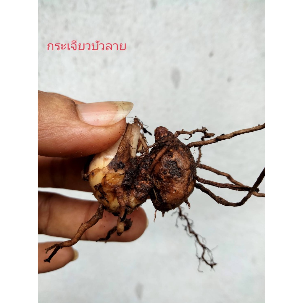 กระเจียวประดับ 2ชนิด หัว รูปที่ 4