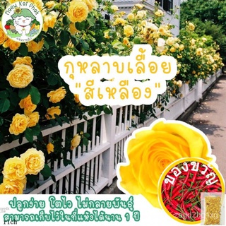 เมล็ดพันธุ์ กุหลาบเลื้อย สีเหลือง 20 เมล็ด Yellow Rose Seed เมล็ดพันธุ์แท้ นำเข้าจากต่างประเทศCabbageCosmosesculentumRus