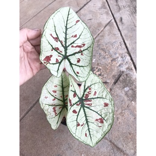 บอนสีสตอเบอรี่สตาร์(Caladium Strawberry star)(ต้นใหญ่ ในกระถาง5")