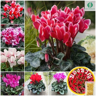 เมล็ดพันธุ์ ไซคลาเมน บอนสี Mixed Color Cyclamen Seeds Rabbit Ear Flower Seeds พันธุ์ดอกไม้ ดอกไม้จริง บรรจุ 200 เมล็ด คุ