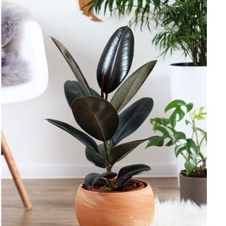 ยางอินเดีย หรือ Rubber Plant ไม้ฟอกอากาศ ไม้มินิมอล