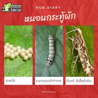 💥💥 สินค้ายกลัง 💥💥 นูดิโลทริน2.5 1ลิตร*12ขวด (แลมป์ดา-ไซฮาโลทริน) ป้องกันกำจัดหนอน เพลี้ย แมลงตัวบิน สัมผัสตาย กินตาย