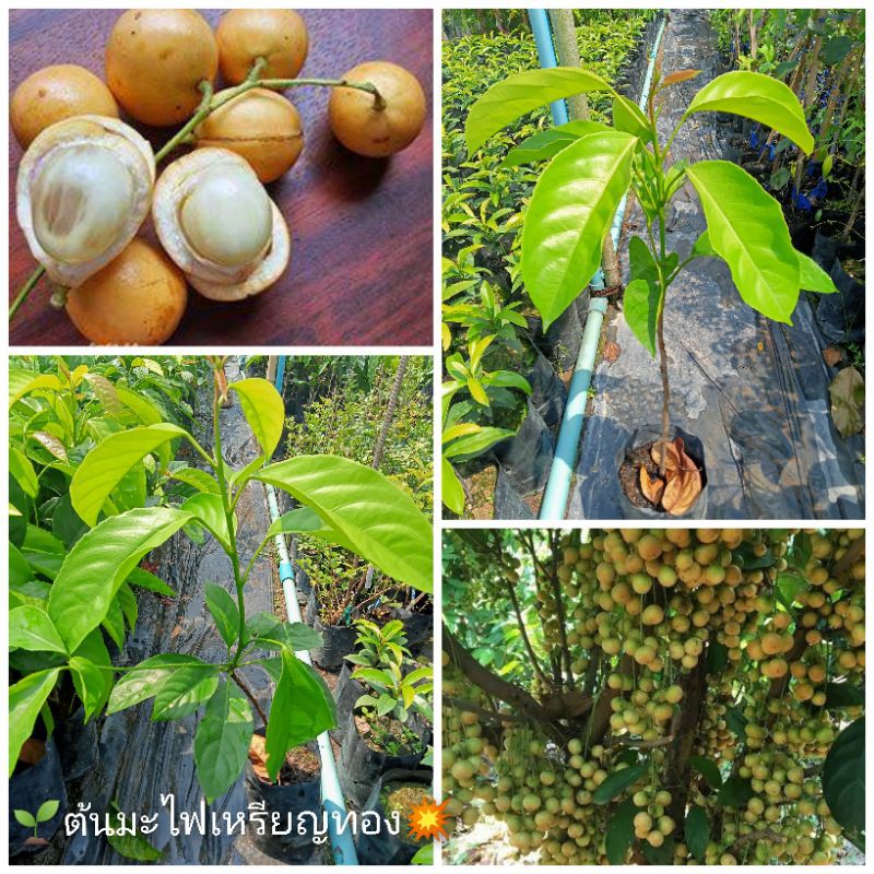 💥ต้นมะไฟเหรียญทอง ต้นใหญ่พันธุ์แท้💯%🌱