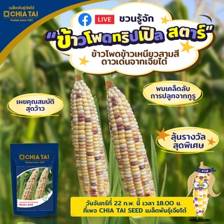 เมล็ดพันธุ์ข้าวโพดลูกผสม ทริปเปิล สตาร์ (เจียไต๋) ขนาด 200 กรัม