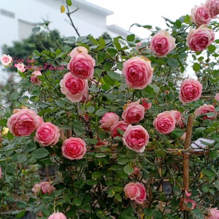 เมล็ดพันธุ์ กุหลาบ The First Lady Rose Seeds ดอกใหญ่ ดอกหอม นำเข้าจากต่างประเทศ 30 เมล็ด