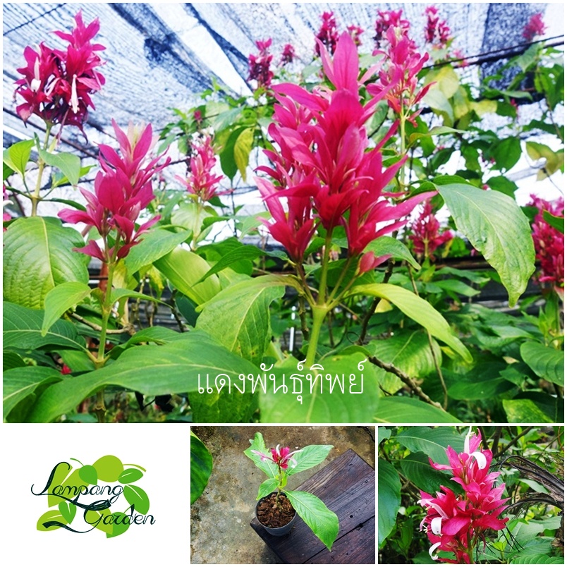 👑ต้นแดงพันธุ์ทิพย์ Brazilian red cloak/Red Justiciaไม้ดอก ไม้กระถาง👑