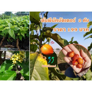 ต้นเนยถัวพีนัทบัตเตอร์ 2 ต้น 199 บาท  ประโยชน์เยอะ ติดผลทั้งปี มีบริการเก็บเงินปลายทาง
