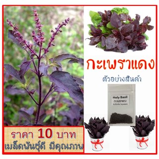 กะเพราแดง เมล็ดผักสวนครัว ผักพื้นบ้าน ราคาถูก 500เมล็ด 10บาท