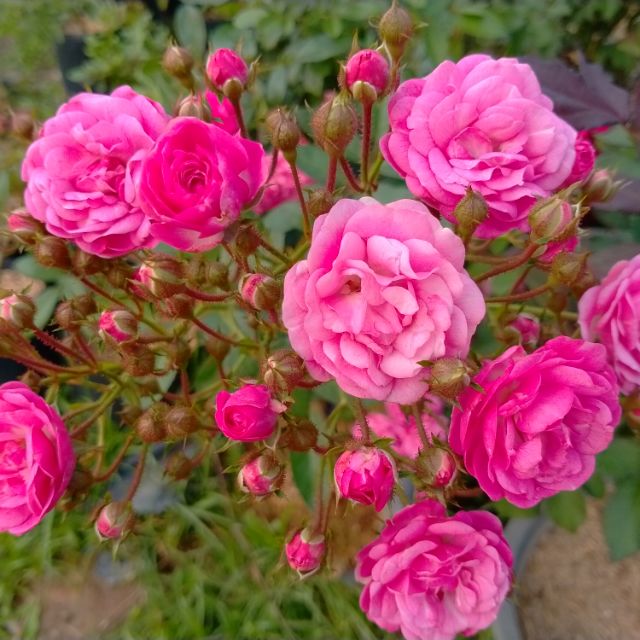 My Image 4