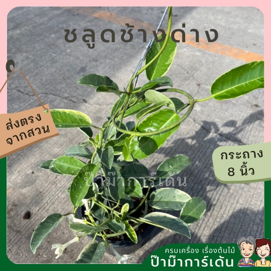 มุมมอง 3