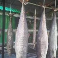 ปลาอินทรีย์หอม🐟 หอม นุ่ม เค็มน้อย🐠อร่อยชัวร์ ต้องลอง!!!
